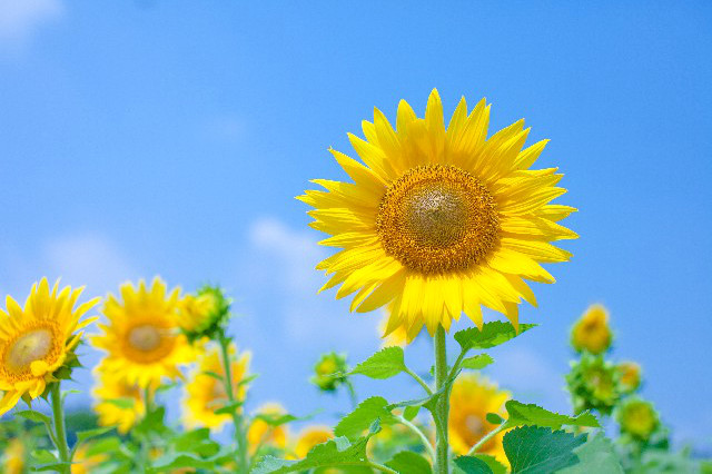 【柏】夏季休暇のお知らせ