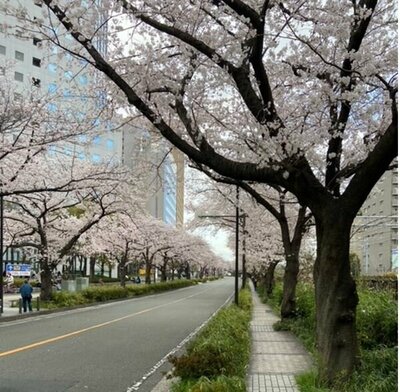 【川崎】桜満開です！5月転入生受付開始！