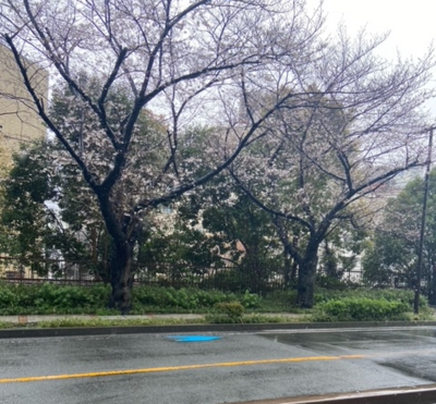 川崎　桜.PNG