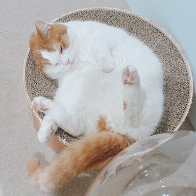 【川崎】４月からの新専攻紹介 🐱ねこプロ専攻🐱