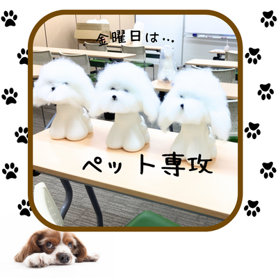 【川崎】モデルを使ってトリミング練習～ペット専攻～