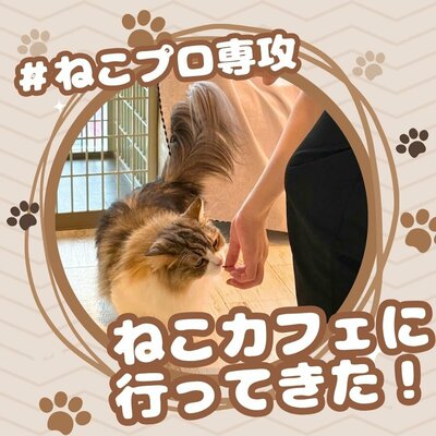 【川崎】ねこプロ専攻🐱ねこカフェに行ってきた！