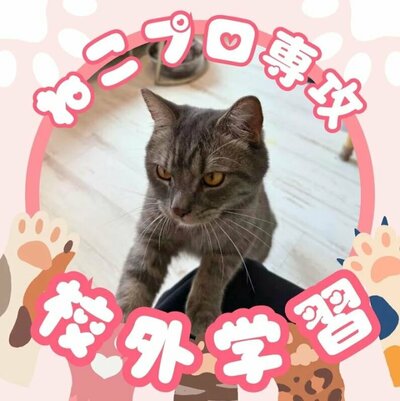 ねこプロ①.JPG