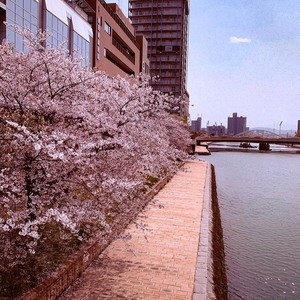 桜と川.jpg