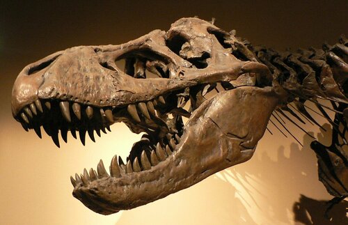 1280px-Palais_de_la_Decouverte_Tyrannosaurus_rex_p1050042.jpg