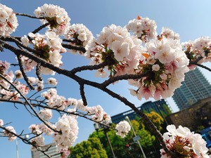 【神戸】祝☆ご入学おめでとうございます！！！