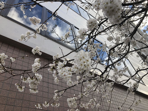 【高知】 ☆八分咲き桜を見ながら勉強☆