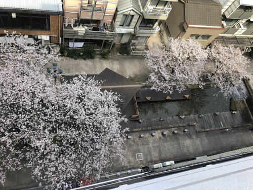 【高知】 ☆桜が満開です☆