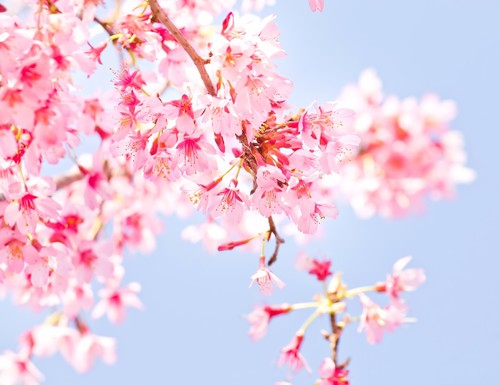 【高知】 ☆桜開花（一番乗り）☆