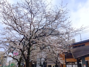 【高知】4月のお知らせ