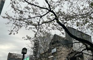 【高知】春が来ましたね！