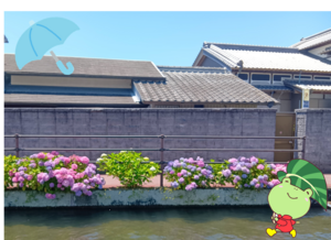 【高知】あじさい