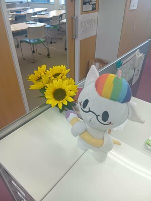 【高知】ひまわり🌻