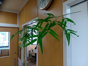 【高知】七夕🌟