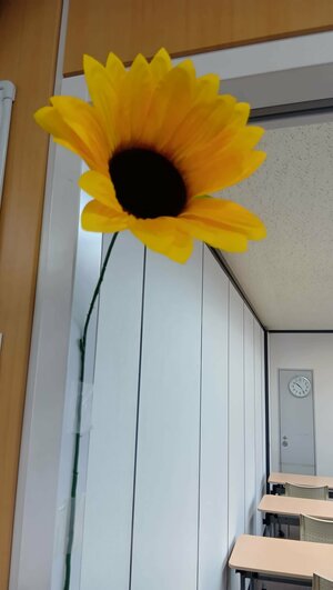 【高知】ひまわり🌻