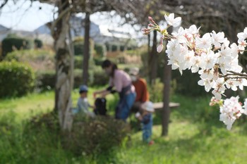 【熊本】桜の写真コンテスト