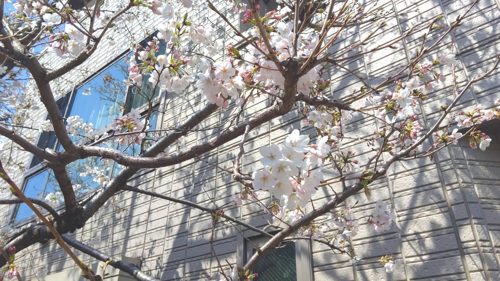 【京都】桜が咲く季節になりました