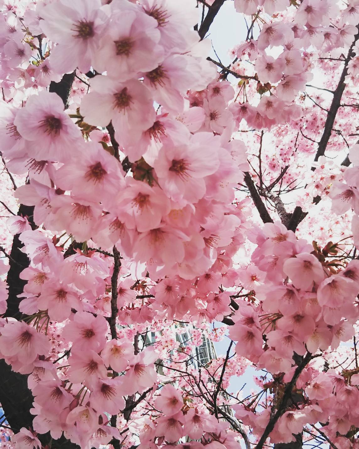 【京都】お花見日和ですね～✿