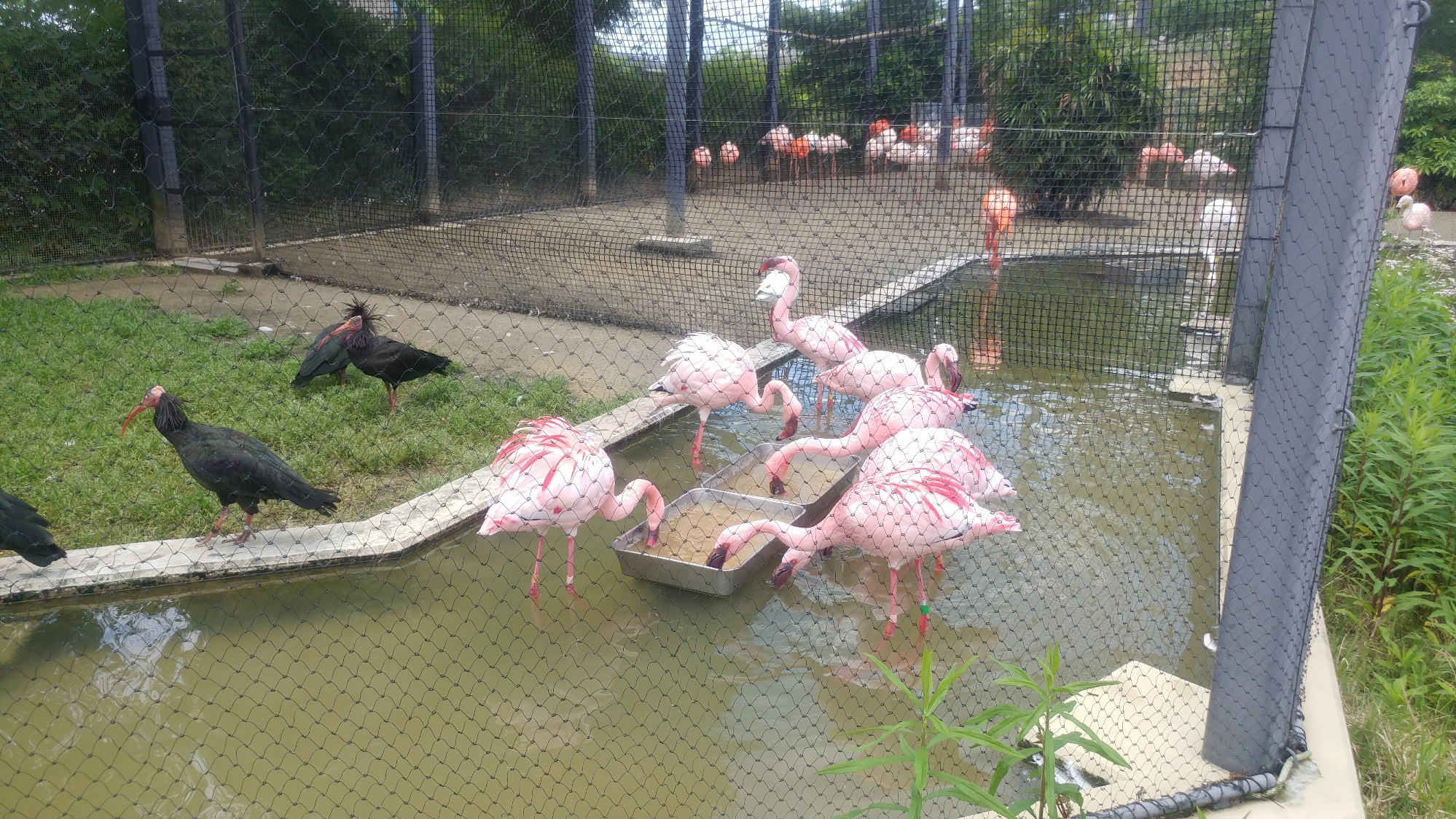 【京都】特別活動で動物園に行ってきました(^O^)
