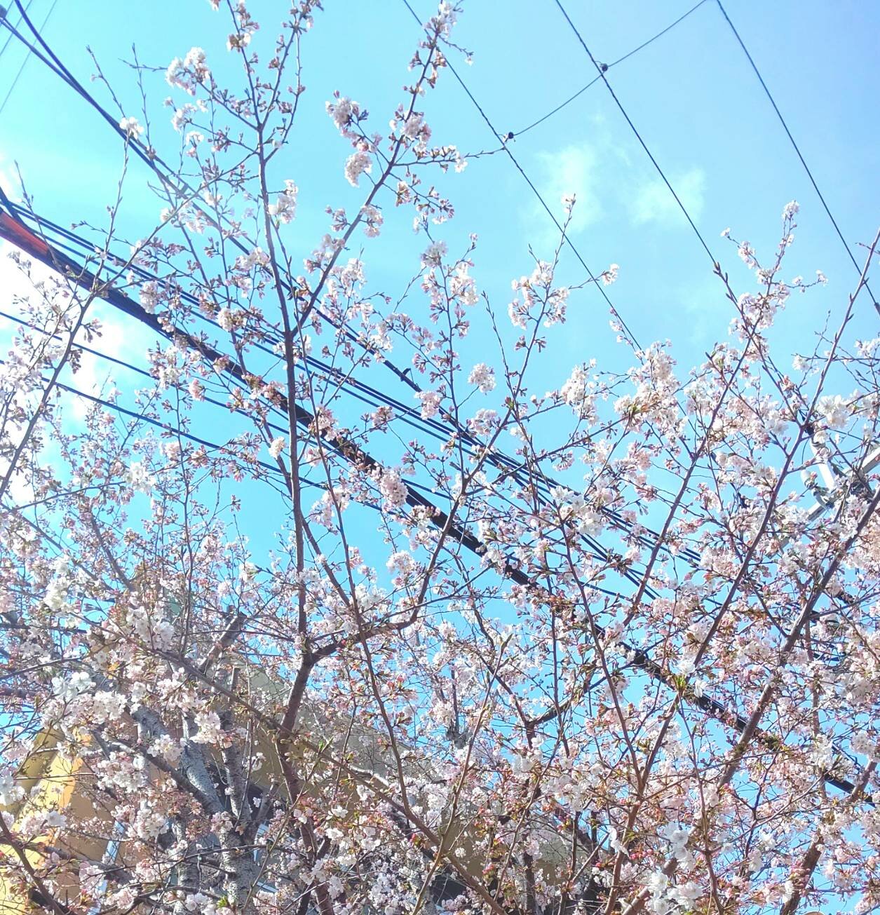 【京都】新しい季節☆4月がスタート！