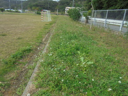 雑草の中の大根【名護本校】