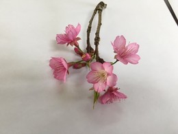 この時期桜咲いてるのが沖縄【名護本校】