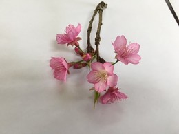 桜　まじきな.jpg