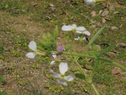 この花、なーんだ？【名護本校】