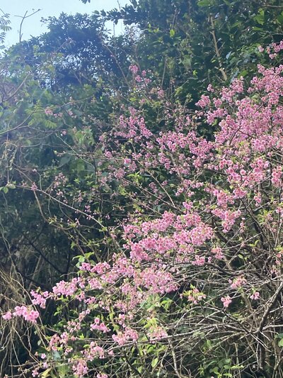 【名護本校】桜が咲いています🌸