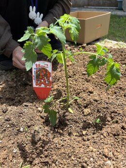 【名護】野菜を育てよう！！