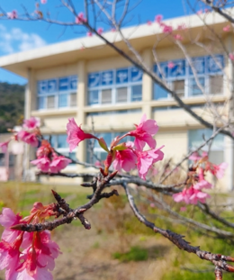 【名護】桜が開花しました🌸