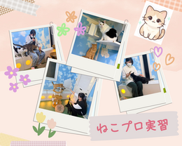 ねこプロ実習.png