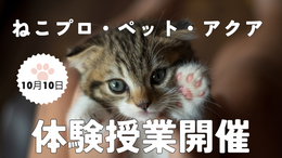 白 茶色 シンプル 猫 肉球 ペット youtube動画サムネイル.png