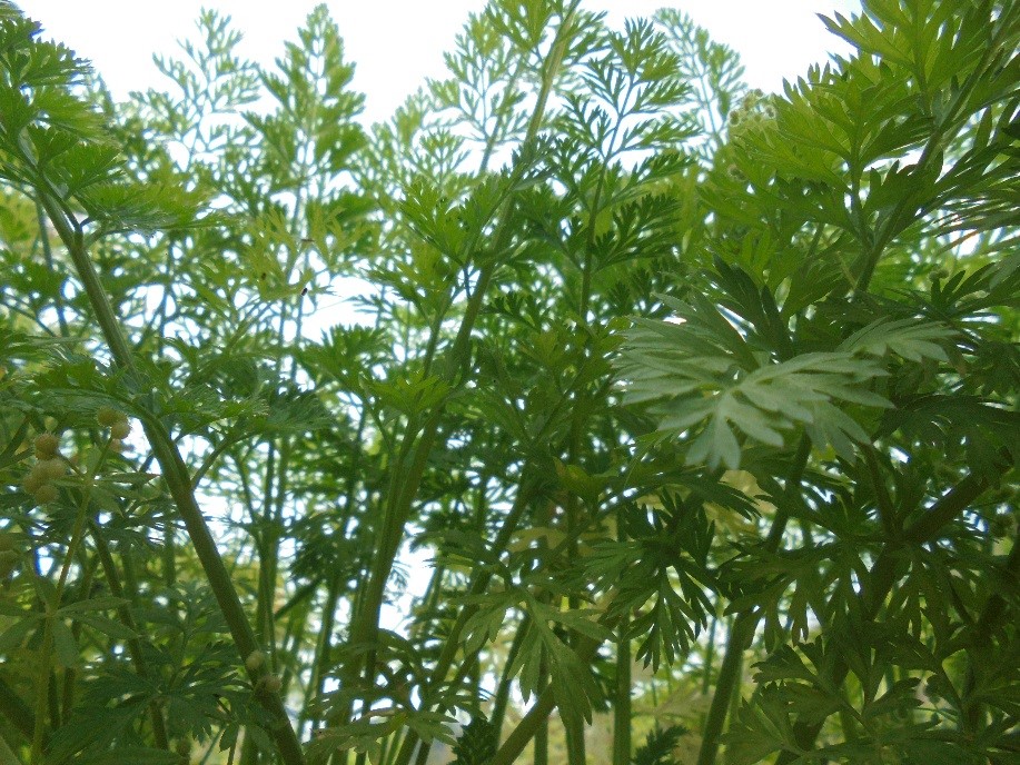 この植物 なーんだ 名護本校 通信制高校のヒューマンキャンパス高校 ヒューマンキャンパスのぞみ高校