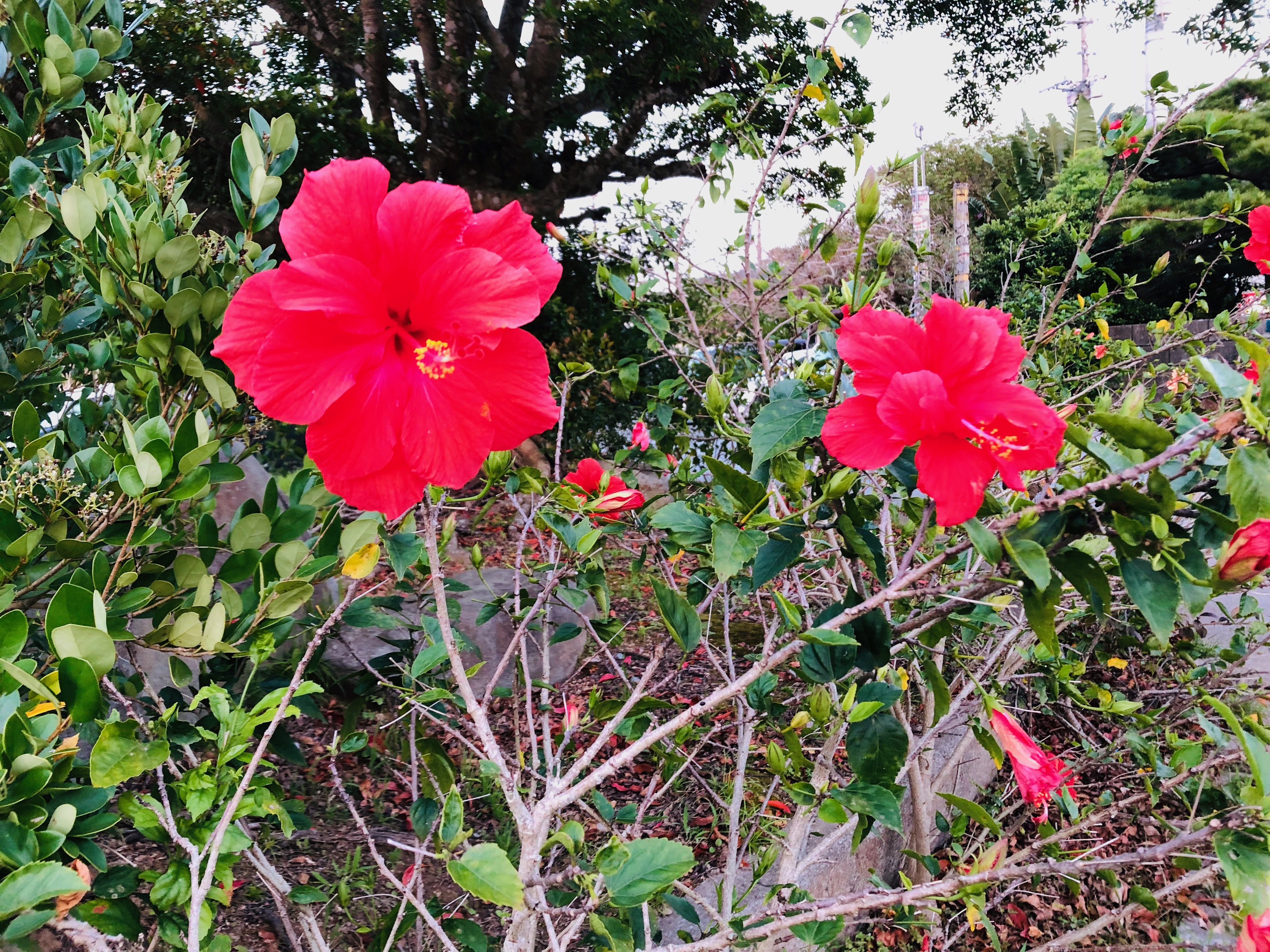 名護本校 元気になる花 通信制高校のヒューマンキャンパス高校 ヒューマンキャンパスのぞみ高校 設置認可申請中