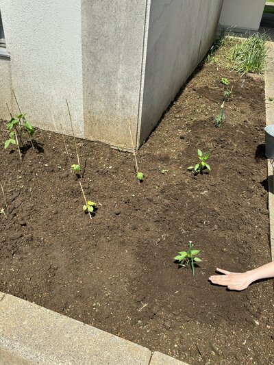 【茂原本校】園芸係が活動開始🌿🌿