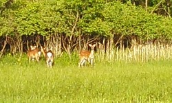 『にほんかもしかの生息地、日本か？もしか～』　　 ヒューマンキャンパス高校　不登校を応援する室蘭市の通信制高校（吉田塾併設）