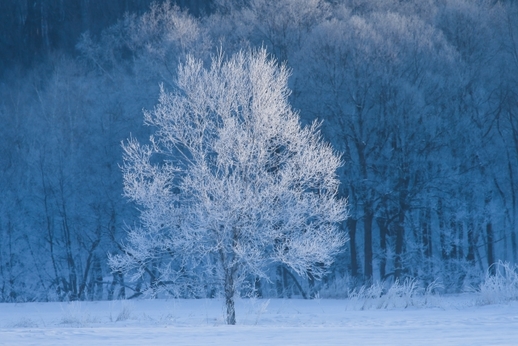 雪　写真.jpg