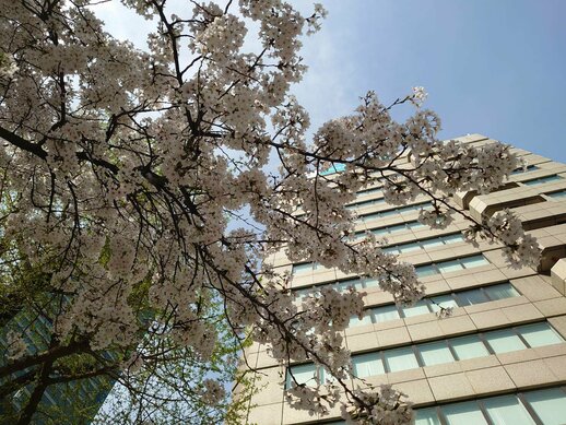 【名古屋駅前】校舎前は桜が綺麗に咲いています😊❤