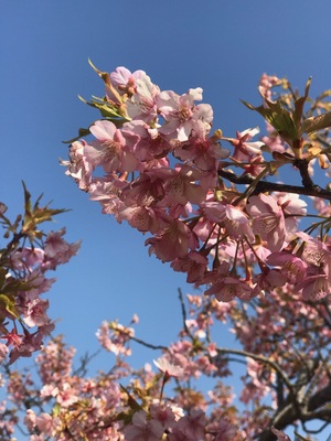 【名古屋】春っぽいお天気