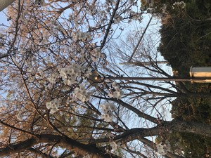 【名古屋】桜のきれいな季節になってきました
