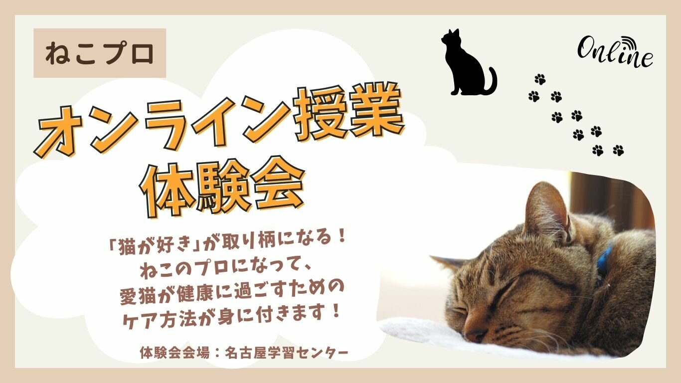 ねこプロ体験.jpg