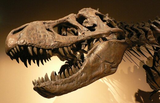 1280px-Palais_de_la_Decouverte_Tyrannosaurus_rex_p1050042.jpg