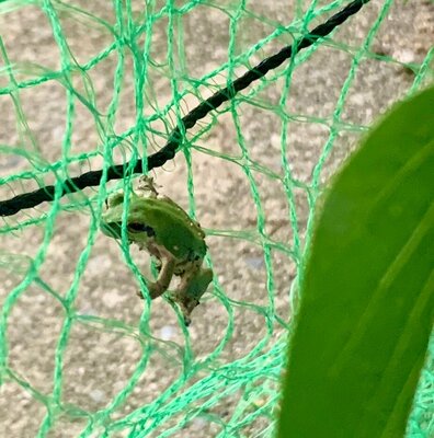 【新潟】赤くなっても食べられます