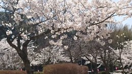 【佐渡】桜の樹の下で