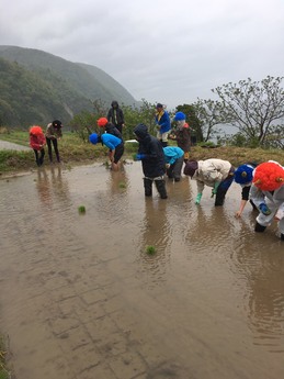 【佐渡】生徒、田植えに初挑戦！