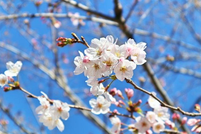 【十日町】入学式中止のお知らせ