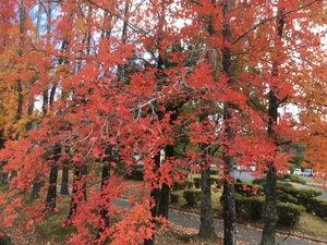 【岡山】素晴らしき紅葉＆夕焼け (>u<)