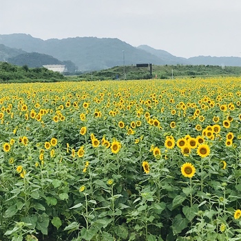 【岡山】夏の思い出('ω')