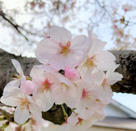 【岡山】桜満開